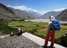nepal mustang